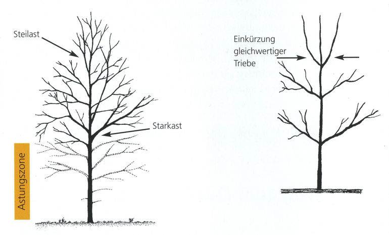 Tipps für die Kulturpflege im Wald Tipps für die Kulturpflege im Wald