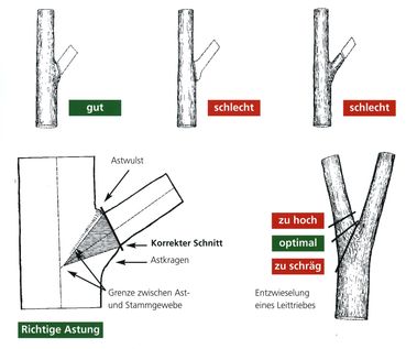 Tipps für die Kulturpflege im Wald