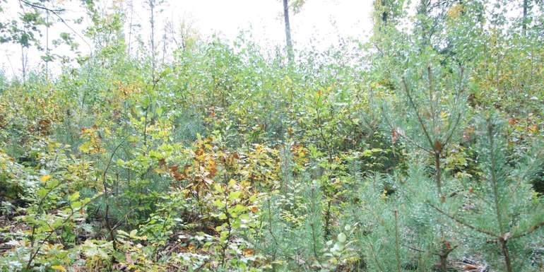 Tipps für die Kulturpflege im Wald Tipps für die Kulturpflege im Wald