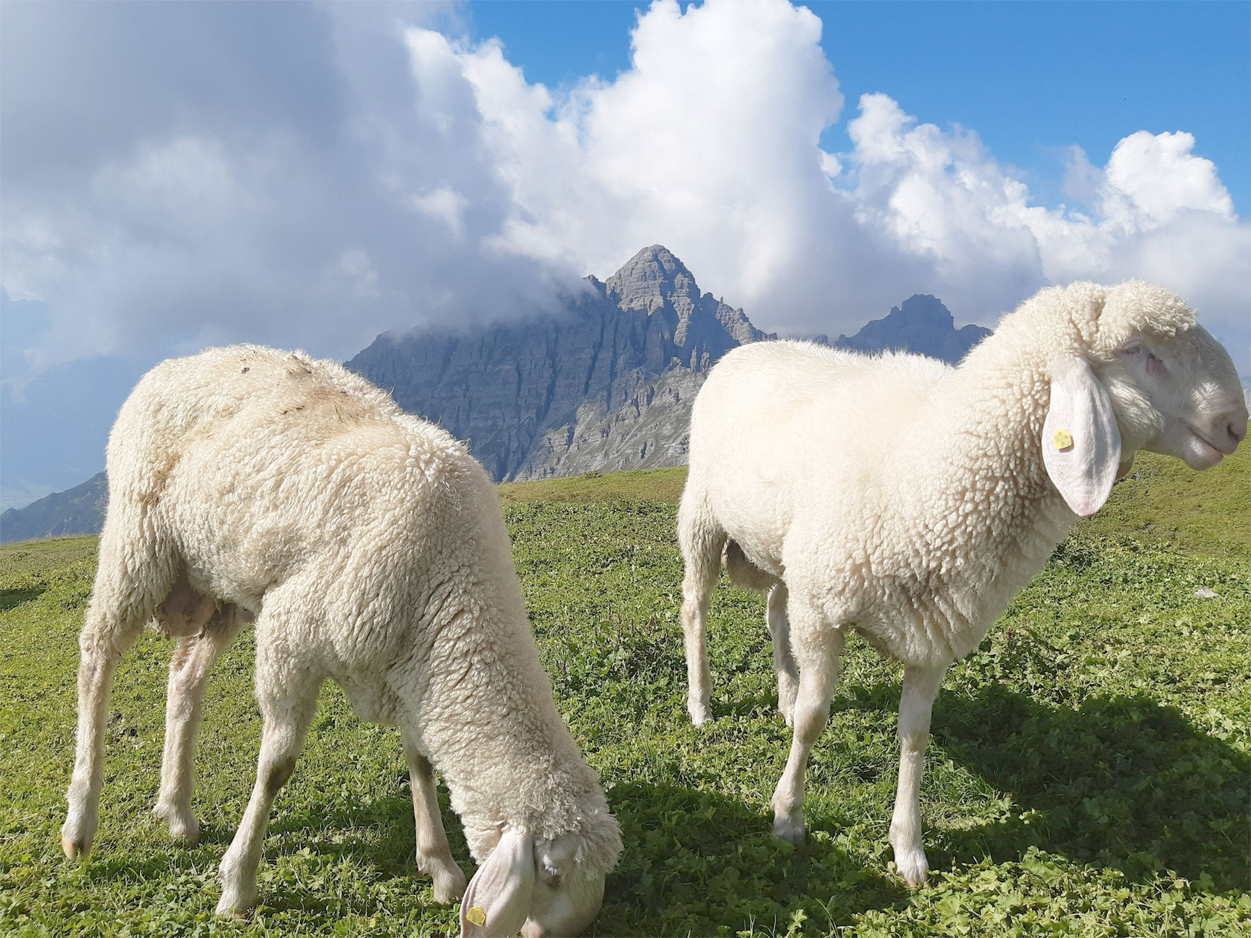 Schafe auf der Alm © Andreas Schallhart Schafe auf der Alm © Andreas Schallhart