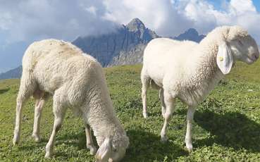 Schafe auf der Alm © Andreas Schallhart
