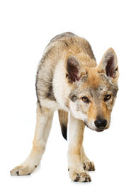 Wolf © DoraZett – stock.adobe.com