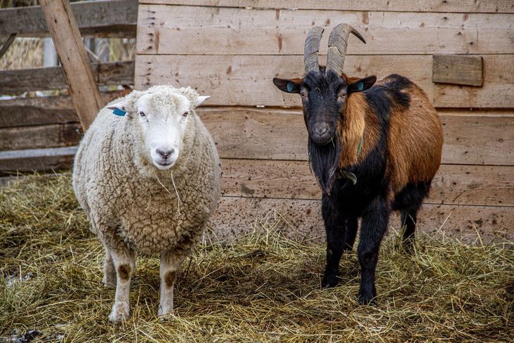 Meldewesen für Schaf und Ziege ändert sich