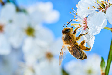 © AdobeStock von Petr Bonek .jpg