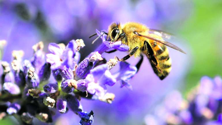 Blühpflanzen - Biene auf Lavendel Blühpflanzen - Biene auf Lavendel