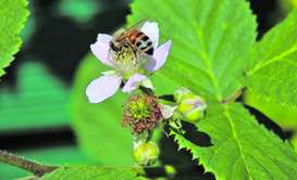 Biene auf Brombeere Biene auf Brombeere