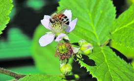 Biene auf Brombeere