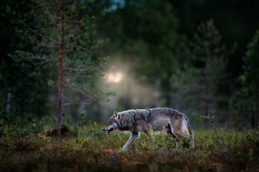 Wolf bei Nacht.jpg © stock.adobe.com