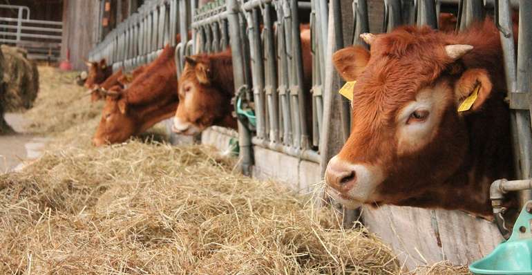 Tierwohl Stallhaltung Tierwohl Stallhaltung