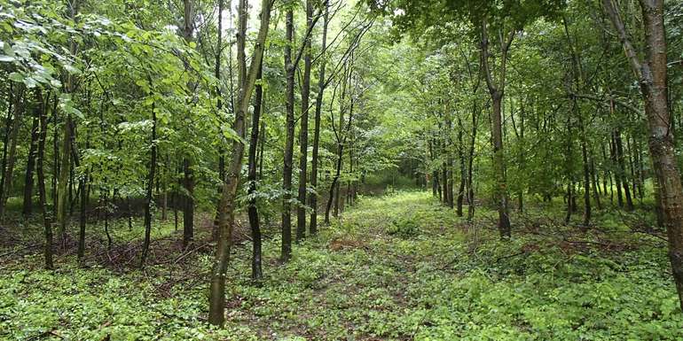 Ein Wegenetz ist die Voraussetzung für alle Pflegemaßnahmen im Wald.