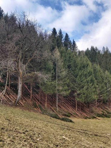 Waldfonds fördert auch Durchforstung und Pflegemaßnahmen.