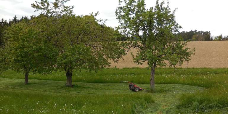 Obstgarten Motormäher.jpg Obstgarten Motormäher.jpg