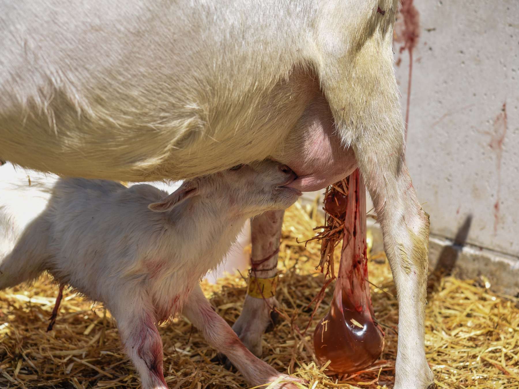 Ausfallursachen von Lämmern und Kitzen direkt nach der Geburt.jpg © LFI Österreich/Produktion West Ausfallursachen von Lämmern und Kitzen direkt nach der Geburt.jpg © LFI Österreich/Produktion West