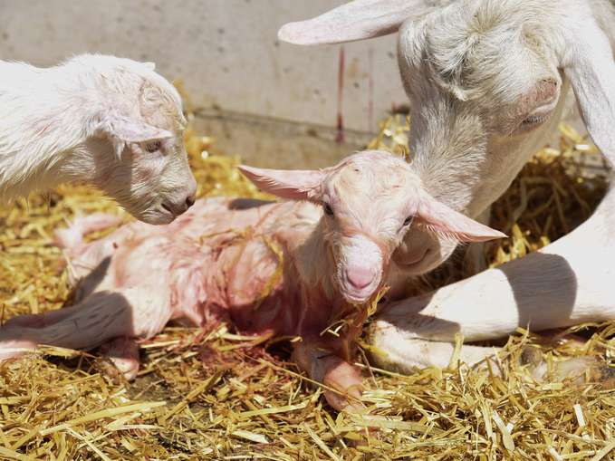 Ausfallursachen von Lämmern und Kitzen direkt nach der Geburt.jpg