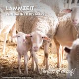 Insta 1080x1080px 2023 Lammzeit.jpg © dielechnerei