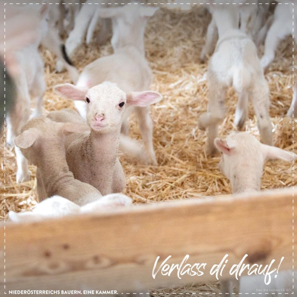 Insta 1080x1080px 2023 Lammzeit3.jpg © dielechnerei Insta 1080x1080px 2023 Lammzeit3.jpg © dielechnerei