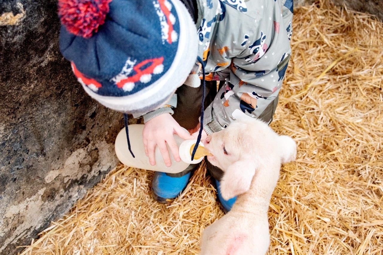 Lammzeit (1).jpg © dielechnerei Lammzeit (1).jpg © dielechnerei