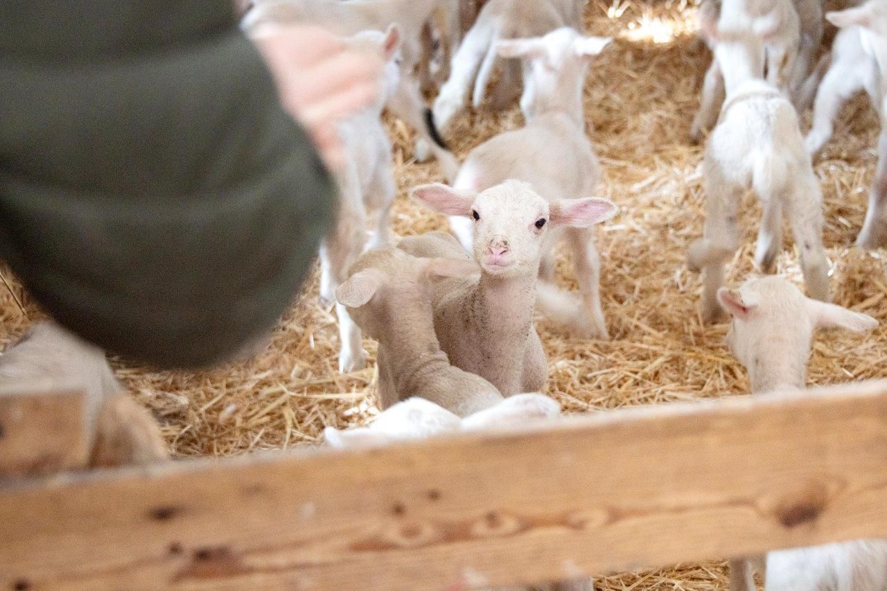 Lammzeit (4).jpg © dielechnerei Lammzeit (4).jpg © dielechnerei