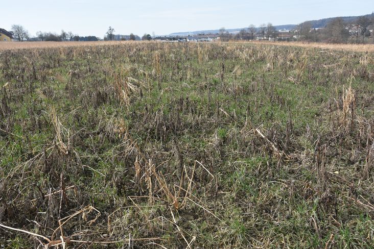 Zwischenfrucht abgefrostet - aber massive Verungrasung mit Ausfallgetreide und anderen Gräsern.jpg Zwischenfrucht abgefrostet - aber massive Verungrasung mit Ausfallgetreide und anderen Gräsern.jpg