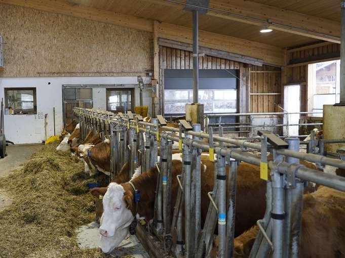 Das Lammfleisch kommt mit der Post.jpg © Moser Das Lammfleisch kommt mit der Post.jpg © Moser