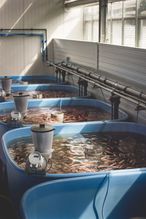 Indooranlage Fischzucht.jpg Indooranlage Fischzucht.jpg