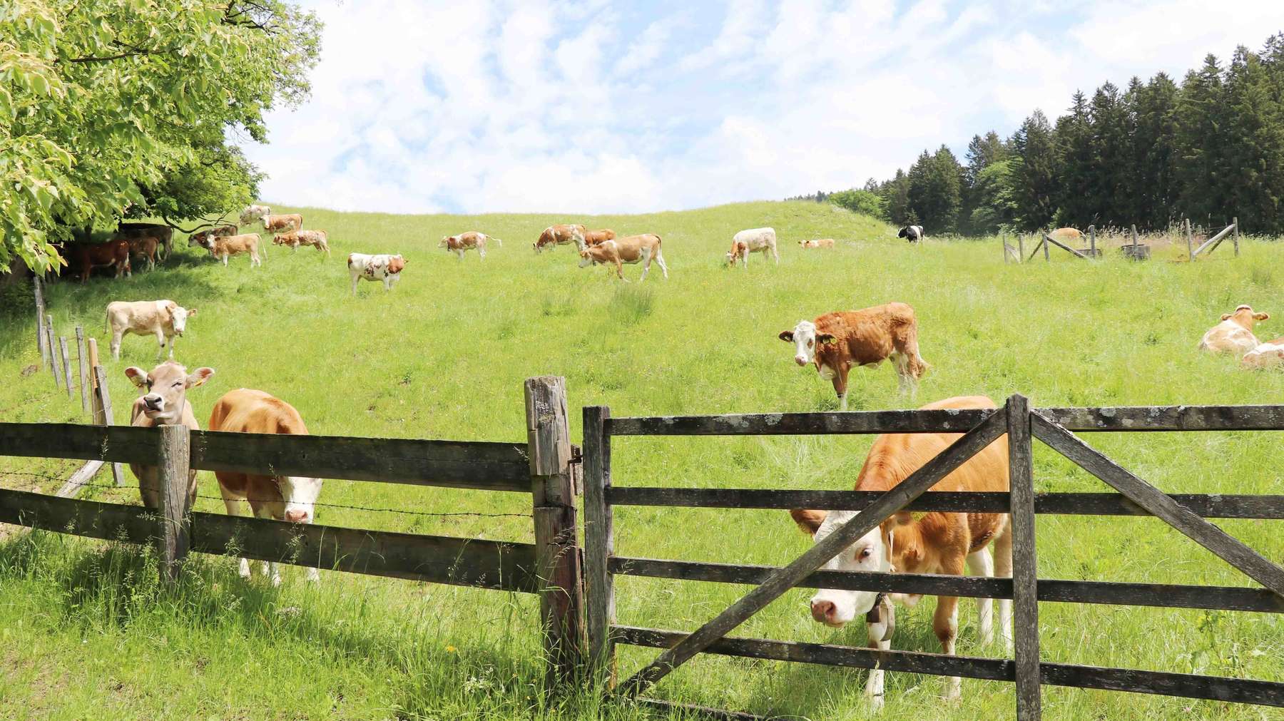 Für Dauer- und Hutweiden kann bis Ende April eine NAT-Projektbestätigung ab 2024 beantragt werden. © Paula Pöchlauer-Kozel/LK Niederösterreich Für Dauer- und Hutweiden kann bis Ende April eine NAT-Projektbestätigung ab 2024 beantragt werden. © Paula Pöchlauer-Kozel/LK Niederösterreich