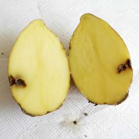 Dry-core: Die Wurzeltöterkrankheit, ausgehend vom Rhizoctonia-Pilz, kann bodenbürtig sein oder vom Pflanzgut ausgehen. Dry-core: Die Wurzeltöterkrankheit, ausgehend vom Rhizoctonia-Pilz, kann bodenbürtig sein oder vom Pflanzgut ausgehen.