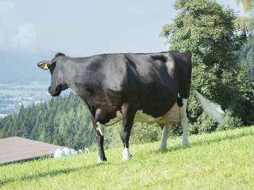 Holstein