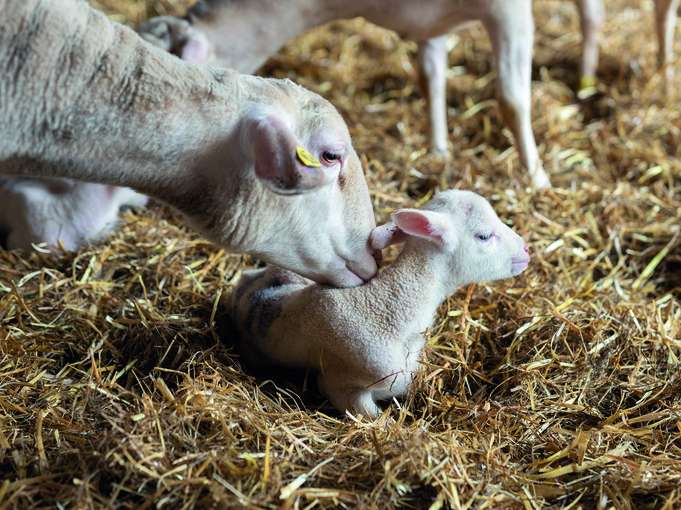 Ausfälle in den ersten beiden Lebenswochen.jpg © Daniela Köppl