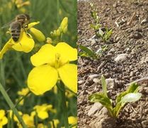 Einladung Feldbegehung Alkoven.jpg Einladung Feldbegehung Alkoven.jpg