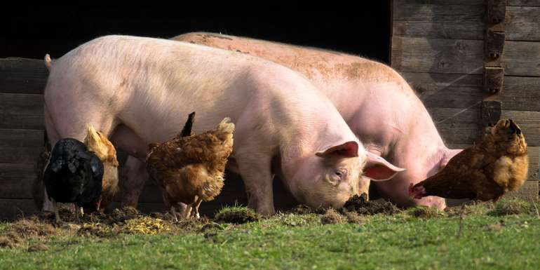 Schweine und Geflügel © Thomas auf Pixabay Schweine und Geflügel © Thomas auf Pixabay
