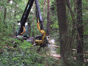Holzwirtschaft.jpg © stock.adobe.com Holzwirtschaft.jpg © stock.adobe.com