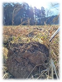 Fachnachmittag Einarbeitung von Zwischenfrüchten.jpg Fachnachmittag Einarbeitung von Zwischenfrüchten.jpg