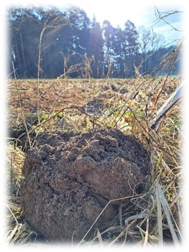 Fachnachmittag Einarbeitung von Zwischenfrüchten.jpg Fachnachmittag Einarbeitung von Zwischenfrüchten.jpg