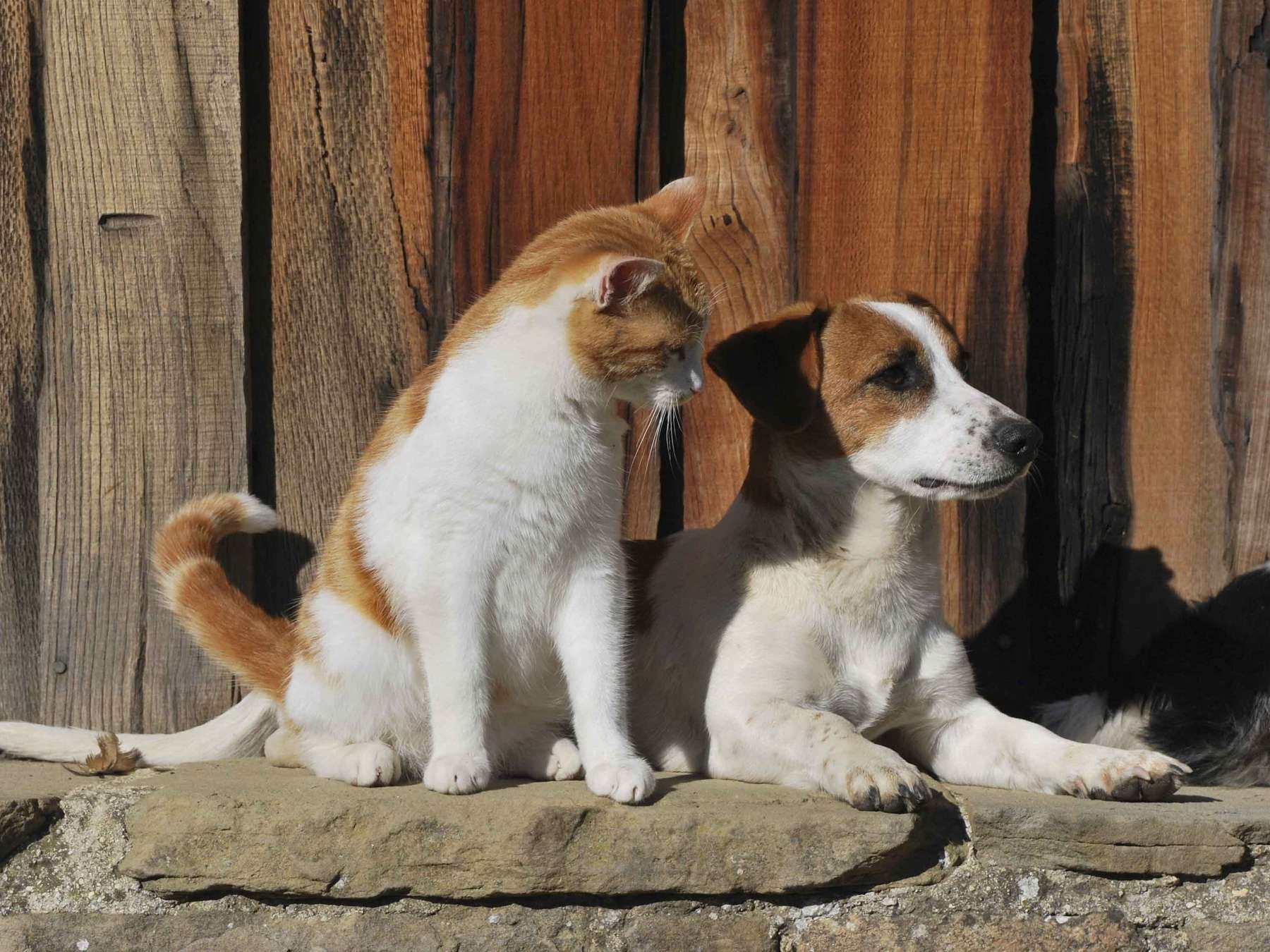 Katze und Hund©alessandro 1.jpg