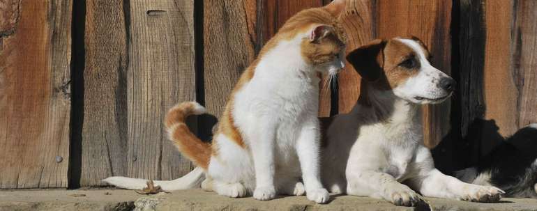Katze und Hund©alessandro_1.jpg © alesandro/stock.adobe.com Katze und Hund©alessandro_1.jpg © alesandro/stock.adobe.com