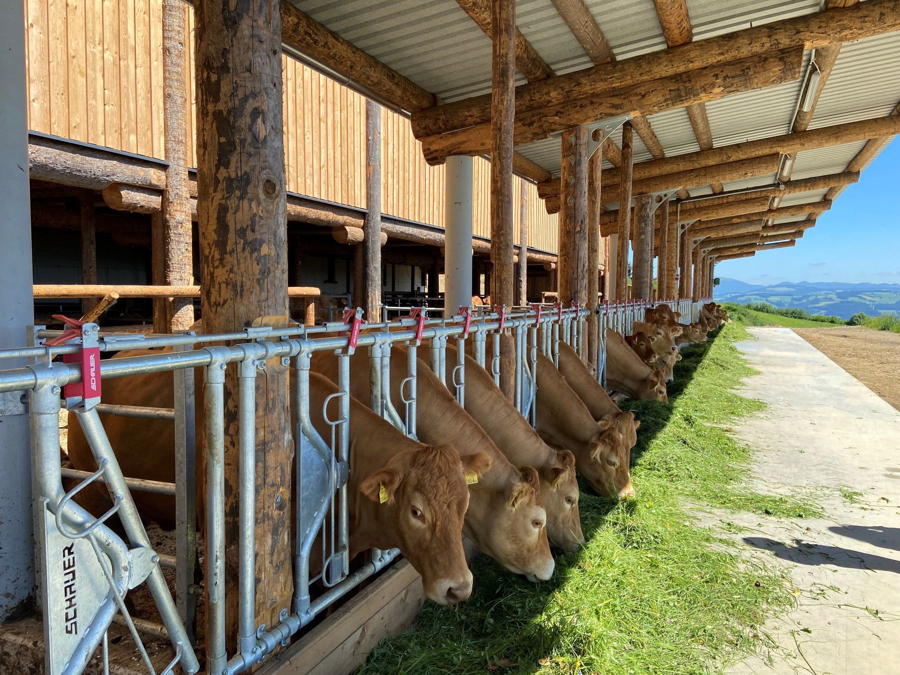 Fleischrinderzucht.jpg © LK Steiermark Fleischrinderzucht.jpg © LK Steiermark