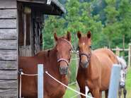 horses-gf616d91c4_1920.jpg © pixabay