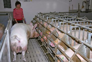 Eber Such.jpg © agrarfoto.com Eber Such.jpg © agrarfoto.com