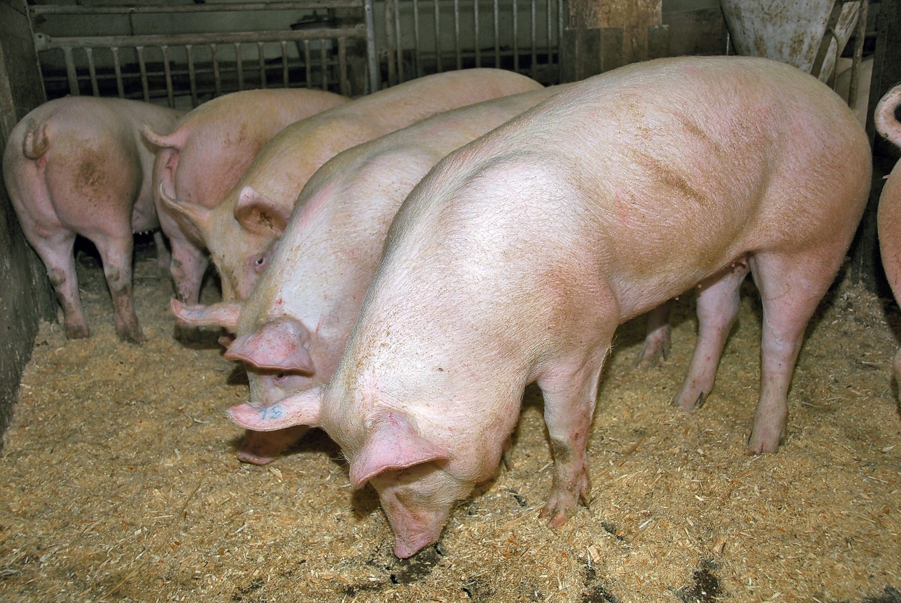 Jungsauen Edelschwein_Gruppe.jpg © agrarfoto.com Jungsauen Edelschwein_Gruppe.jpg © agrarfoto.com