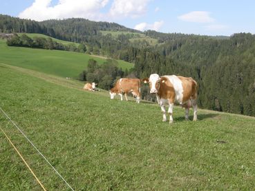 Weide Frühjahr 1.jpg © Stromberger Weide Frühjahr 1.jpg © Stromberger