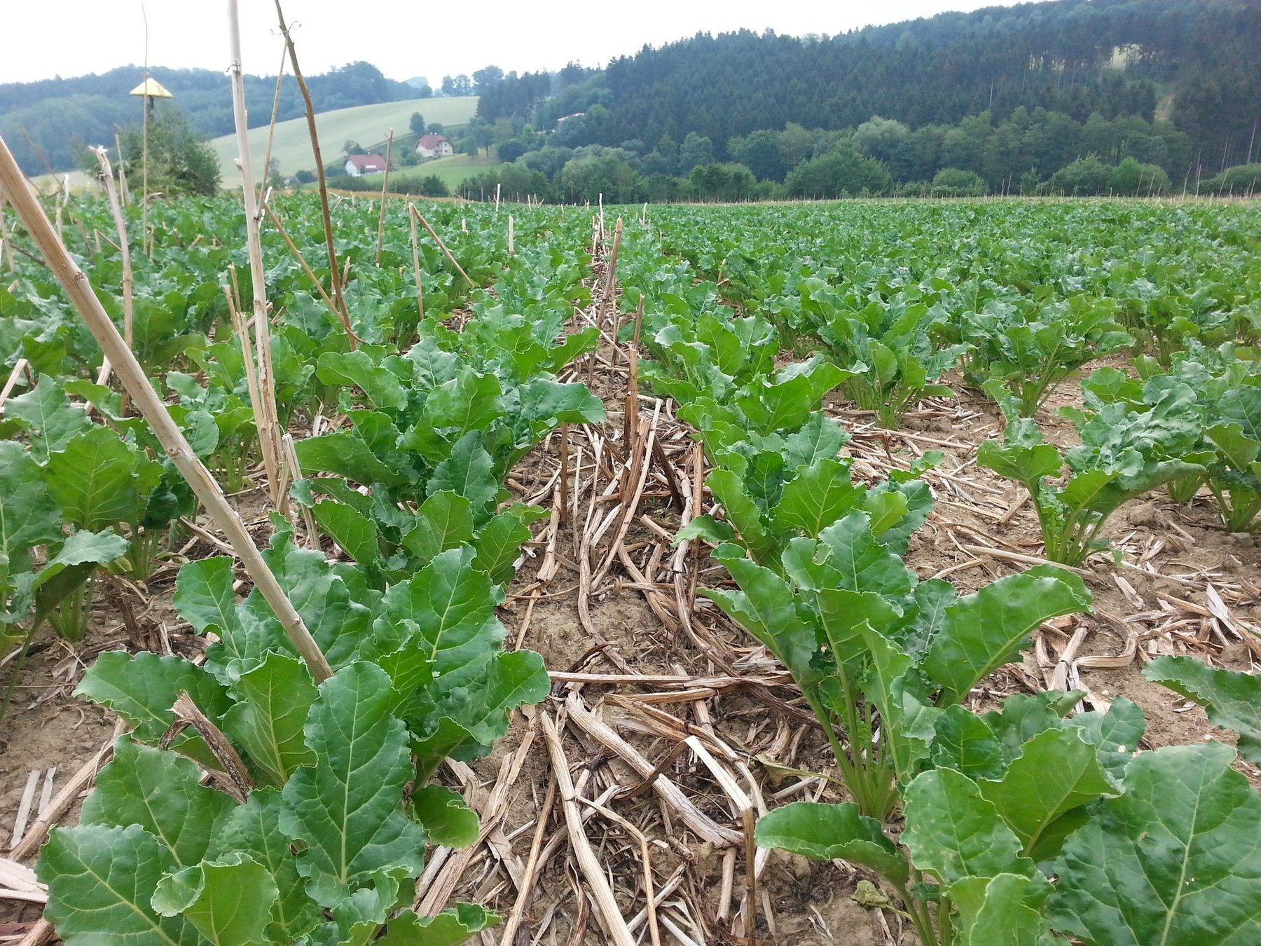 Zuckerrübe in Direktsaat - aufgenommen 2019 im hügeligen Rohrbach bei St. Florian bei Linz © BWSB Zuckerrübe in Direktsaat - aufgenommen 2019 im hügeligen Rohrbach bei St. Florian bei Linz © BWSB