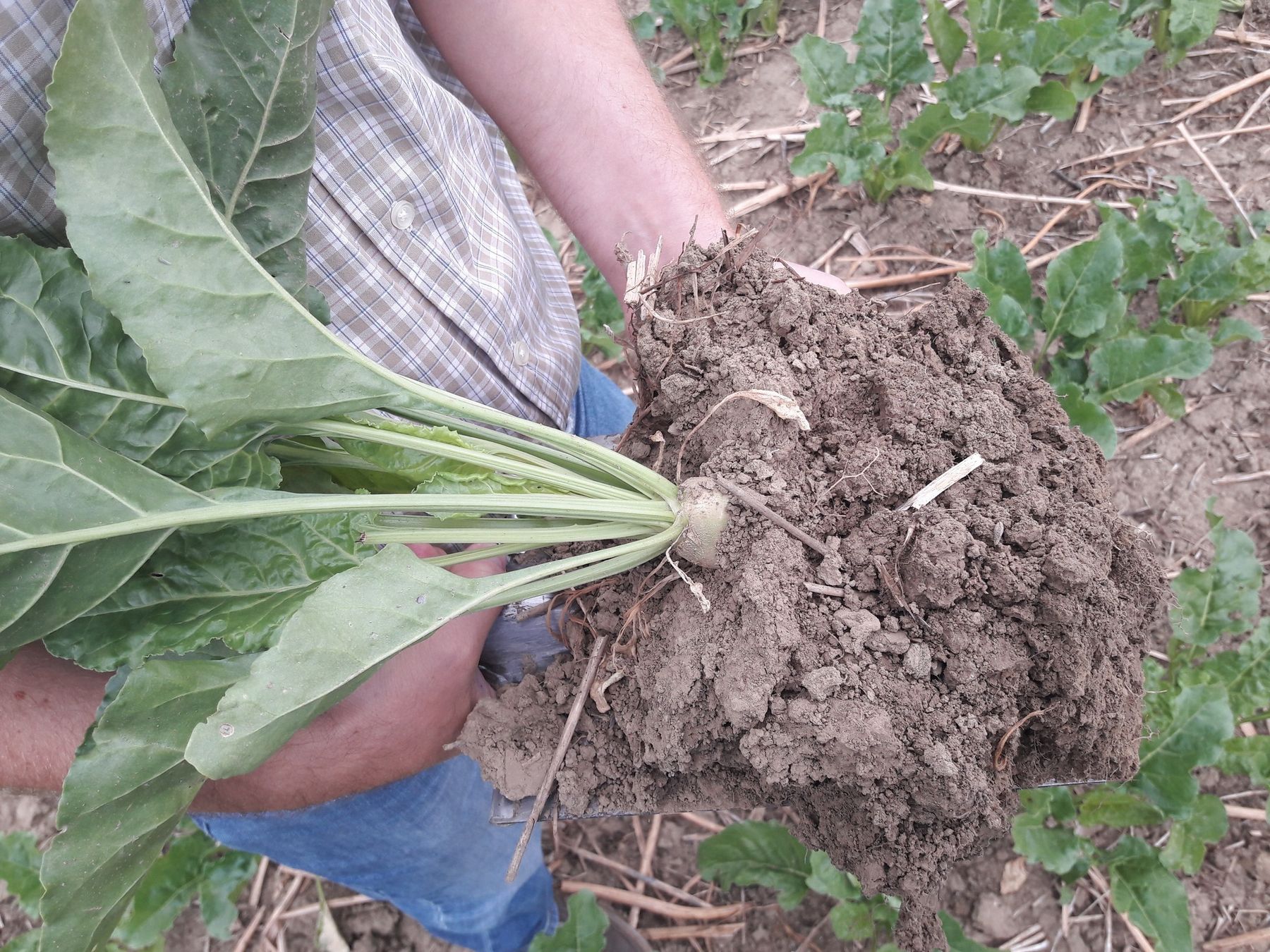 optimale Bodenstruktur bei Zuckerrübe in Mulch- bzw. Direktsaat © BWSB optimale Bodenstruktur bei Zuckerrübe in Mulch- bzw. Direktsaat © BWSB