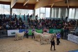 Fleischrindermesse St. Donat © Frießnegger