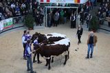 Fleischrindermesse St. Donat © Frießnegger