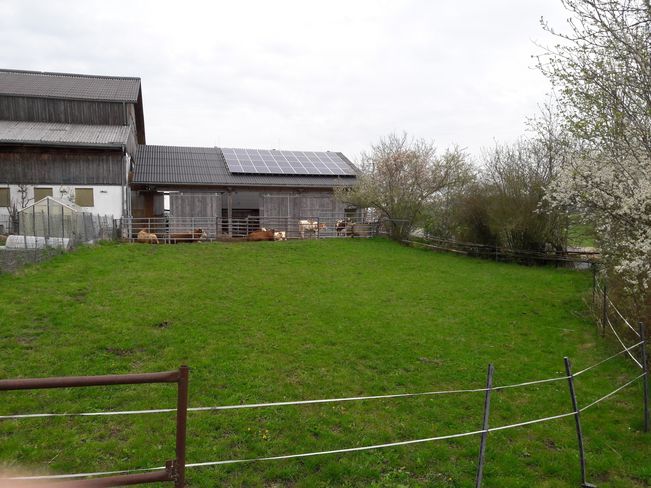 (C) Rudlstorfer LK OÖ Angewöhnungsweide für Jungvieh.jpg (C) Rudlstorfer LK OÖ Angewöhnungsweide für Jungvieh.jpg