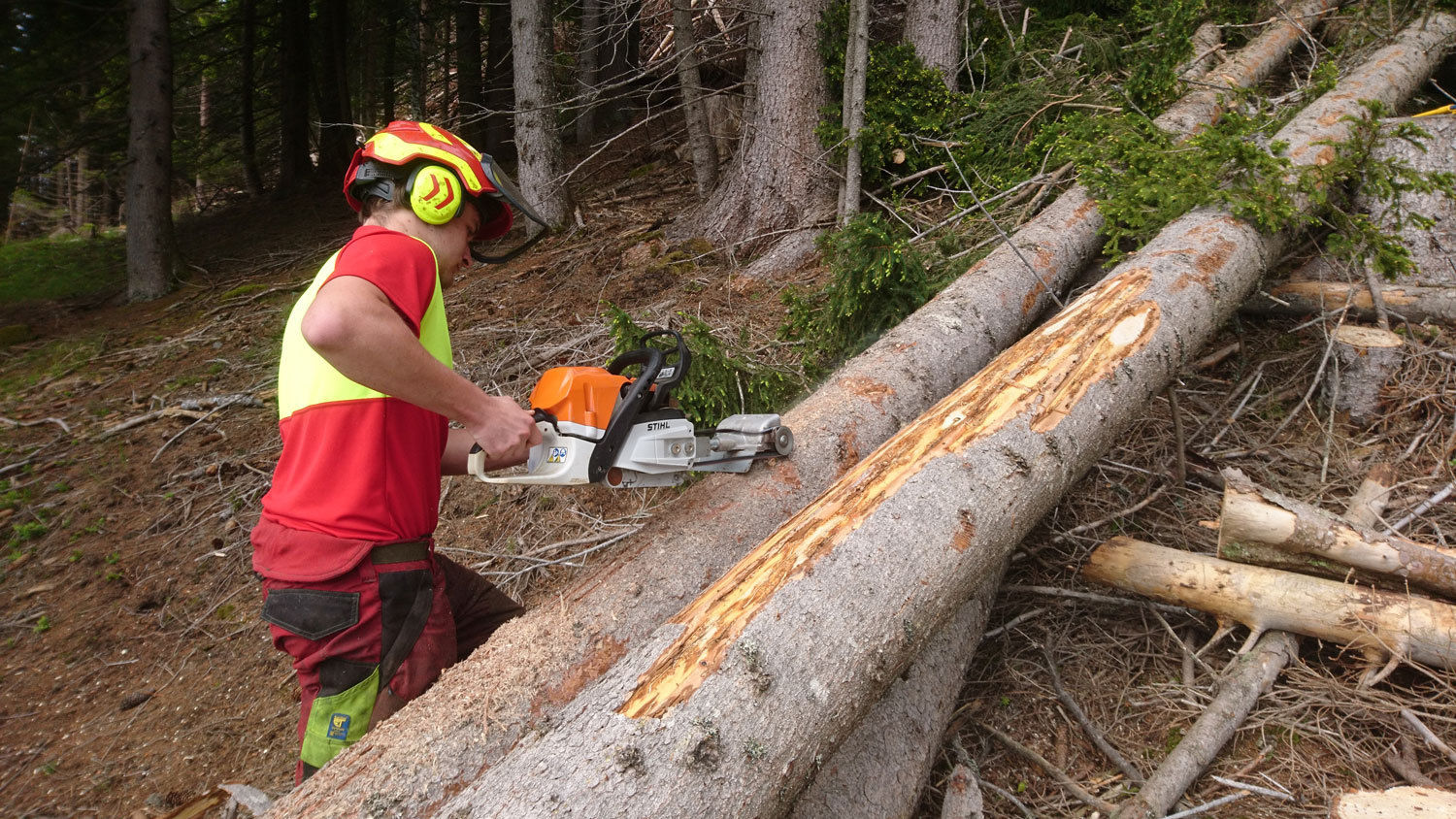 Entrindung Baum Borkenkäferbefall © Land Tirol Entrindung Baum Borkenkäferbefall © Land Tirol