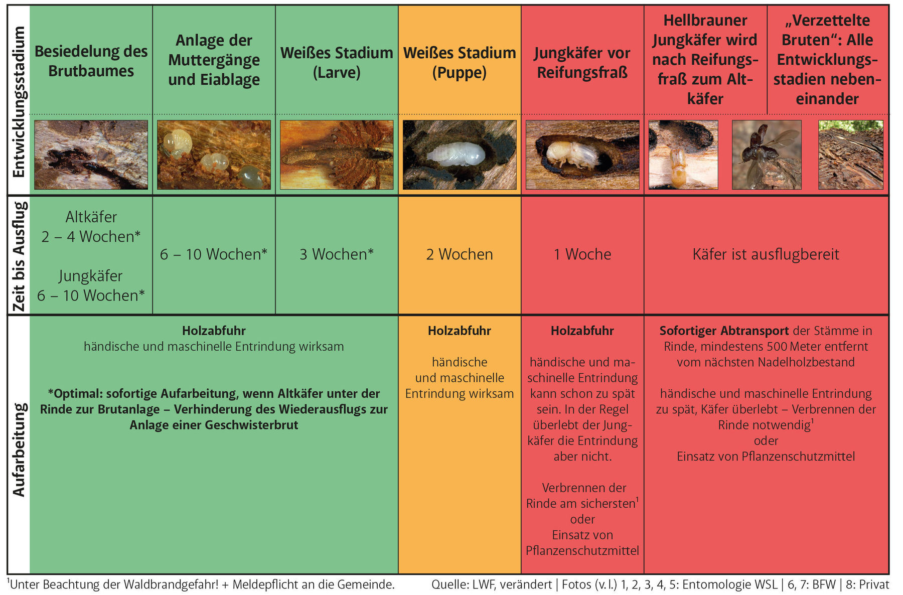 3_Massnahmenschema_Borkenka╠êfer_LWF-vera╠êndert.jpg © Archiv 3_Massnahmenschema_Borkenka╠êfer_LWF-vera╠êndert.jpg © Archiv