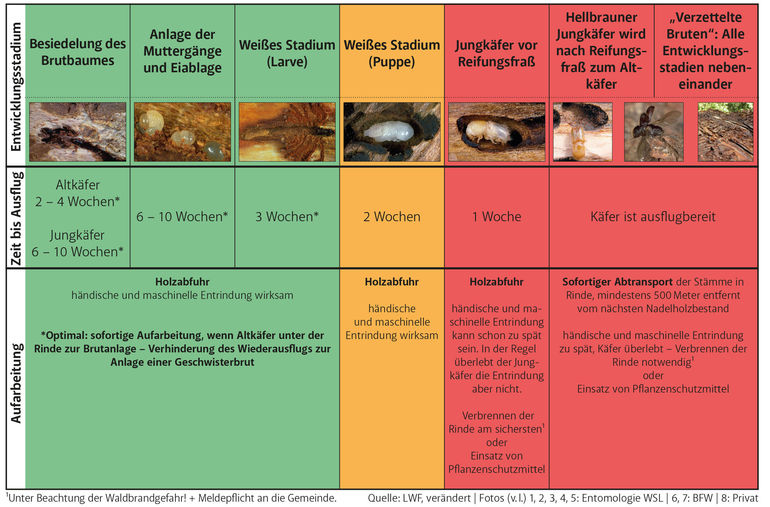 3_Massnahmenschema_Borkenka╠êfer_LWF-vera╠êndert.jpg © Archiv 3_Massnahmenschema_Borkenka╠êfer_LWF-vera╠êndert.jpg © Archiv