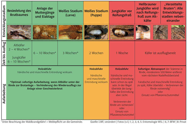 3_Massnahmenschema_Borkenka╠êfer_LWF-vera╠êndert.jpg © Archiv